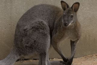 Klokan, který uprchl z jiřické věznice, se po týdnu sám rozhodl vrátit - Novinky