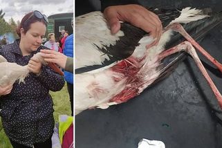 Potrhaný čáp si přilétl pro pomoc. Záchranáři žasli, že zraněním nepodlehl