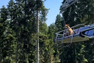 Na sedačkové lanovce v lyžařském středisku jel pes. Úplně sám - Novinky