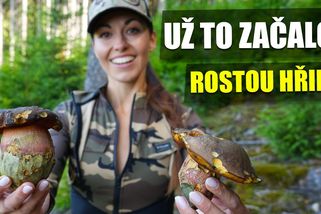 Na Šumavě začaly růst hřiby | Šumavská houbička v lese