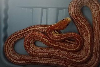 Muže v Budějovicích vyděsil oranžový had. Nad ránem se mu plazil po pokoji - Novinky