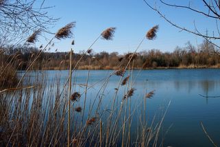 Rybník, který nebyl odbahněn od 15. století, čistí za čtvrt miliardy korun