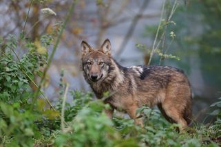 Boj o českou krajinu: Jsou hrozbou chráněné šelmy, nebo nezvládnutý lov přemnožené zvěře?