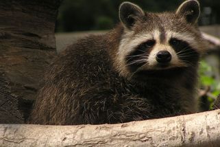 V ostravské zoo se usídlili invazivní mývalové. Likvidují škeble a ohrožují zvířata - Novinky