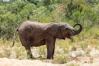 Dekolonizace, jeden z nejhorších levicových omylů lidstva - Médium.cz