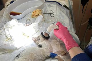 Kotě přežilo útrapy a má nový domov. Odměna za nalezení tyrana je 70 000 korun - Novinky