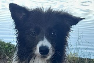 Milionový pes Minnia - Médium.cz