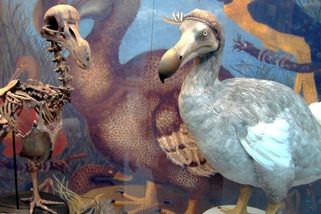 Dodo: Symbol hlouposti, který doplatil na svou důvěru v lidstvo - Médium.cz