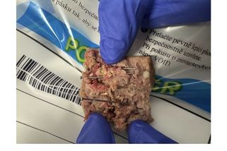 V Písku někdo rozházel párky propíchané hřebíky. Pes bojoval o život - Novinky