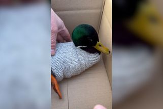 Žena v Písku zachránila vysíleného kačera oblečením do svetříku - Novinky