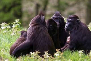 Čína zvedá tempo v medicínském výzkumu. Cena laboratorních opic roste - Seznam Zprávy