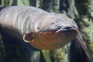 Elektrický úhoř ukazuje cestu. Takhle může vypadat budoucnost energie bez kovů