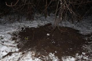 Mladík na Děčínsku přivázal v lese psa a podřízl mu hrdlo - Novinky