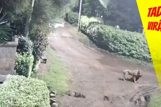 Lvice vlezla rodině na zahradu, s sebou si odnesla rotvajlera | Tady virál