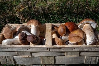 Čtyři cizinci nasbírali v Německu 71 kilo hub. Celníci je zabavili, zničili a vyměřili pokuty za 181 tisíc - Novinky