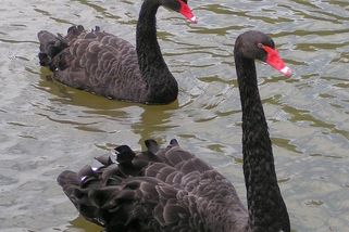 Jurečka se odvolává na Stvořitele, zatímco příroda si myslí opak - stejnopohlavní páry mezi zvířaty - Médium.cz