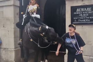 Turistka popudila koně královské gardy, zakousl se jí do paže - Novinky
