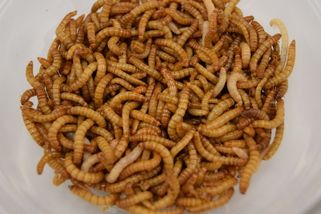 Chleba s larvou potemníka? V Unii má zelenou - Novinky