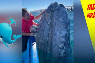 Líbačka s turistou: Velryba se připlula mazlit. Čím se odvděčila? | Tady virál