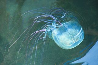 Smrtelně nebezpečná čtyřhranka zabíjí rychleji než žraloci. Její další obětí je teprve dvouleté dítě - Médium.cz