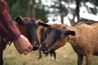 Jsem kozařka | Jsem kozařka