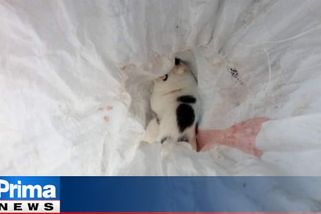 Kocoura strčil do pytle, zavázal a hodil na silnici na Českolipsku. Minimálně jednou ho přejelo auto