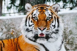 Tygr ukousl ročnímu dítěti prst! Hrozná nehoda v zoo - Pravda24