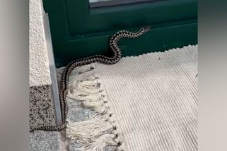 Zmije na Šumavě uštkla psa - Novinky