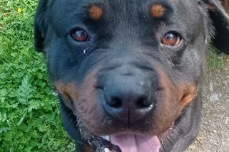 Rotvajler porazil při nezdařeném aportu seniorku a ukončil jí aktivní život. Žena chce statisíce - Novinky