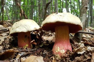 Kvíz: Poznáte jedovaté houby podle fotky? Otestujte, zda byste v lese obstáli!