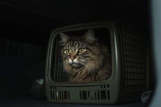 Kočka si užila tři výlety letadlem. Zapomněli ji v nákladovém prostoru - Novinky