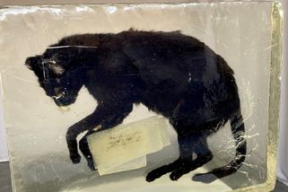 Mrtvá kočka vyvolala v galerii v Přerově bouřlivé reakce - Novinky