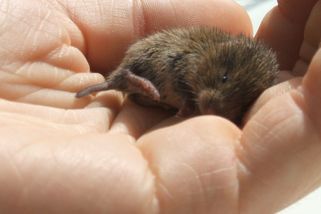 Budeme na pole znovu rozsypávat jedy? Ministerstva jednají o použití Stutoxu