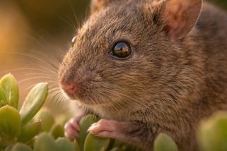 První savec, kterého vymazala změna klimatu. Osud potkance z Bramble Cay je varováním pro celý svět - Médium.cz