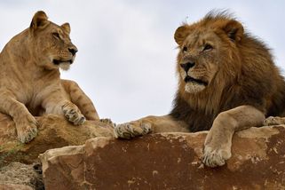 Týraní lvi získají nový domov v Zoo Zlín - Novinky
