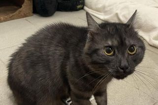 Nevídaná lidská krutost. Kocoura zabalil do krabice a nastražil doprostřed silnice - Novinky