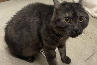 Řidiče překvapila krabice uprostřed silnice. Nečekal, že nakonec zachrání život