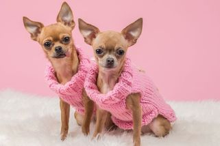 ŽENA-IN - Tchyně má raději své čivavy než naše děti. Kvůli psům se ani nemůžeme vídat, ale přitom nám to vyčítá