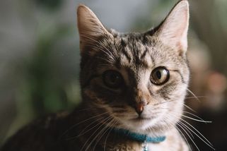 Žárlivá kočka předstírala kvůli nedostatku pozornosti zranění. Majitelku přišel její trik draho - Novinky