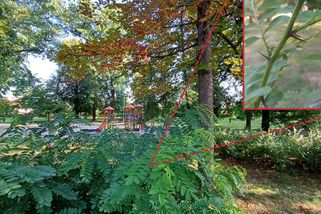 Nové druhy dřevin ve městech jsou spojeny s riziky, varují vědci