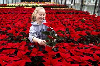 FOTO: Krásná Mexičanka. Pro sváteční domovy se chystají tisíce vánočních hvězd - Novinky