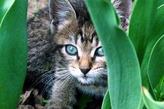 Držte cizí kočky dál od svých záhonů. Vyhnat je můžete bezpečnými způsoby, aniž byste jim...