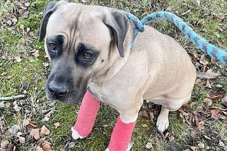 Fenka měla zlámané packy. Zachránili ji, ale majitelka teď dluží přes 100 tisíc