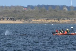 Velryba na severu Německa už potřetí uvázla na mělčině - Novinky