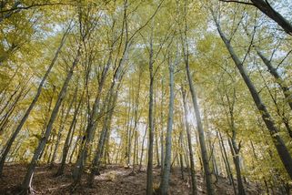 EU chce víc chránit lesy, připravená na to ale není. Přísná pravidla pro firmy přesto prošla vládou - Novinky