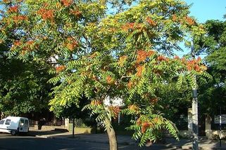 Pekelný pajasan žláznatý - jedna z nejvíce invazivních rostlin utiskuje původní druhy v celé EU - Médium.cz