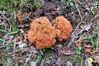 Lahodná houba, která pomáhá proti rakovině, ale nechcete ji čistit - Médium.cz