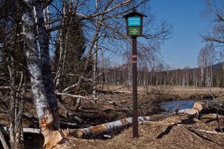 Šumava bývala „továrnou na dřevo“, dnes v národním parku kácejí hlavně bobři