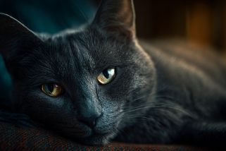 Temné tajemství milovníků koček. Parazit z toalety mění osobnost a nutí lidi nebezpečně riskovat - Médium.cz