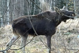 Los Emil se objevil v Železné Rudě, natočili ho - Novinky